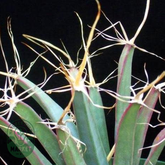 Leuchtenbergia principis