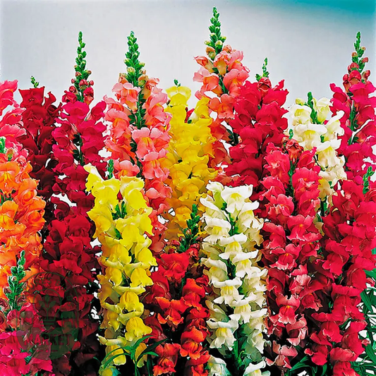 Liberty™ Classic Mix Snapdragon Seeds