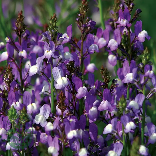 Licilia Azure' False Snapdragon Seeds