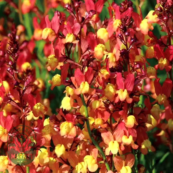 Licilia Peach' False Snapdragon Seeds
