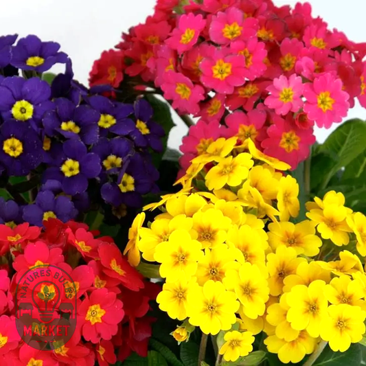 Lighthouse Mix Primula Seeds