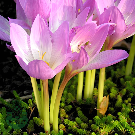 Lilac Bedder