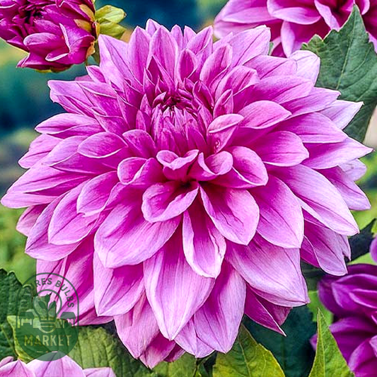Lilac Time