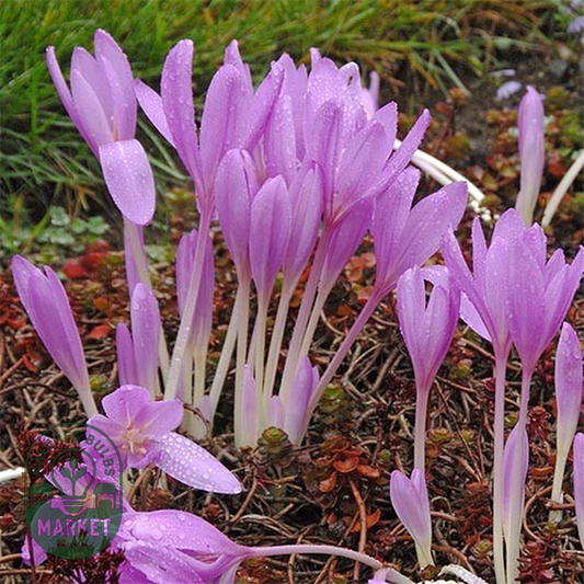 Lilac Wonder