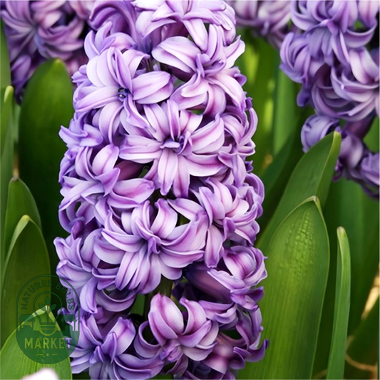 Lili Purple