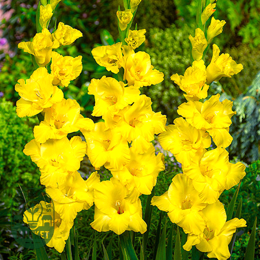 Limoncello