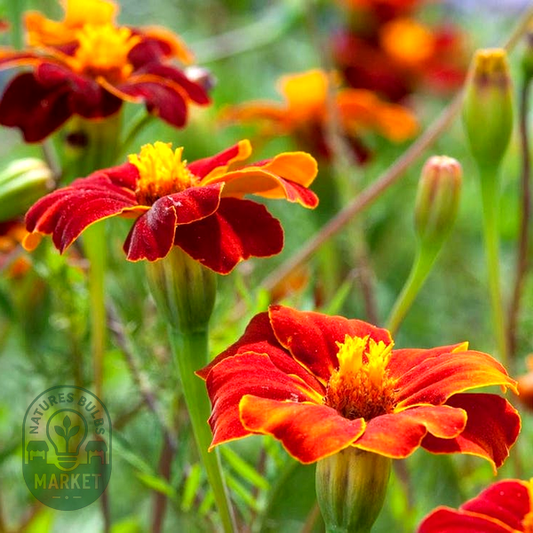 Linnaeus Burning Embers Marigold Seeds