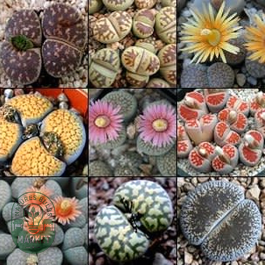 Lithops Mixed Species