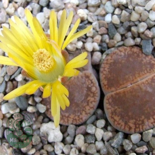 Lithops aucampiae Danielskuil