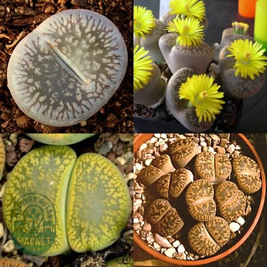 Lithops aucampiae Mixture