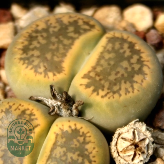 Lithops aucampiae aucampiae Storms Snowcap