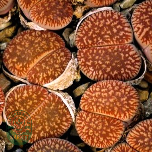 Lithops aucampiae ssp. euniceae