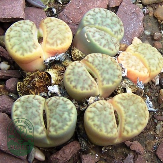 Lithops bromfieldii var bromfieldii