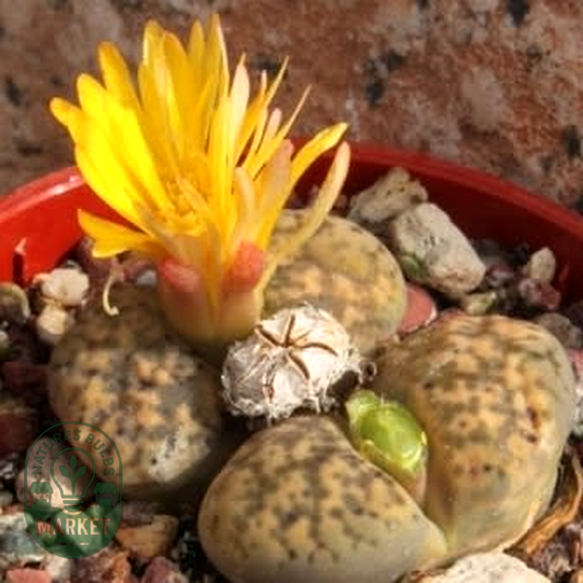 Lithops bromfieldii var glaudinae