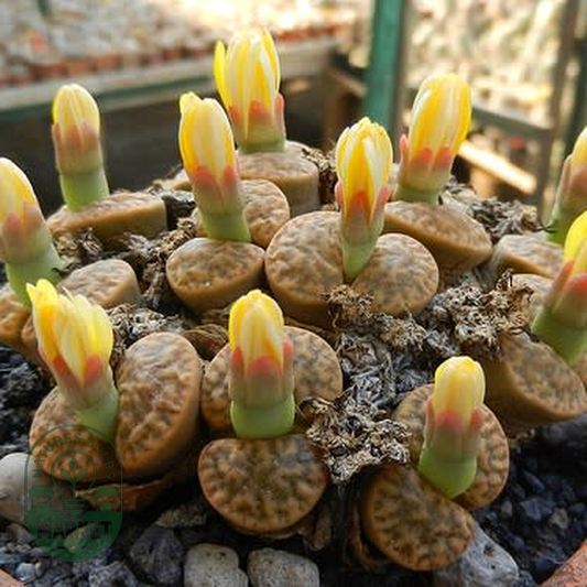 Lithops bromfieldii var insularis