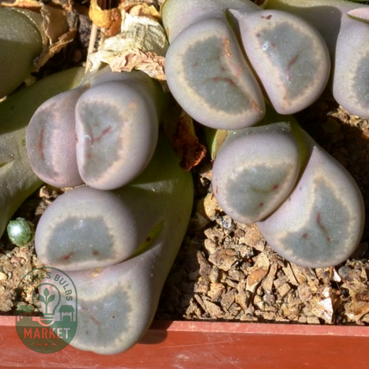 Lithops dinteri ssp dinteri var brevis