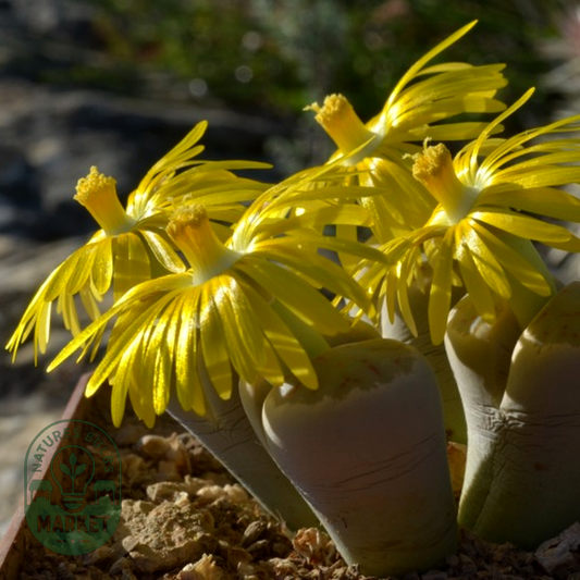 Lithops dinteri var dinteri