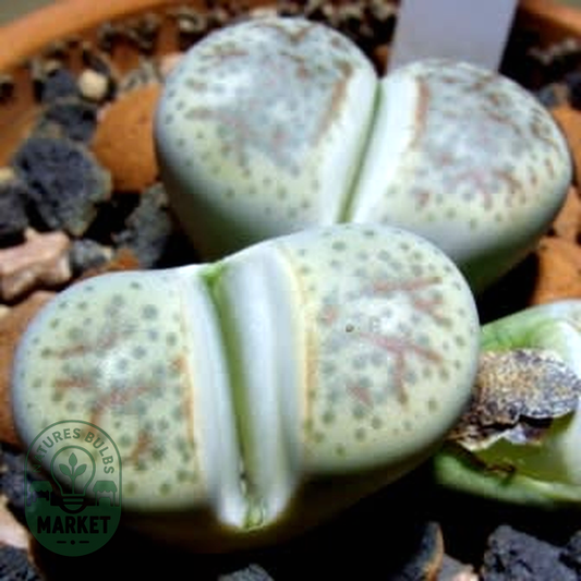Lithops dinteri var friedericii