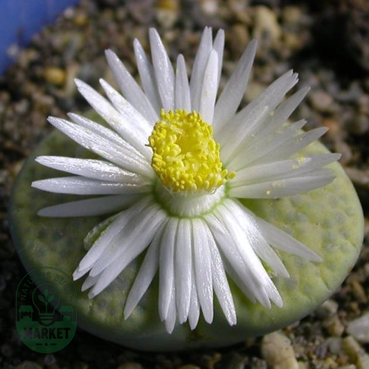 Lithops fulviceps var fulviceps
