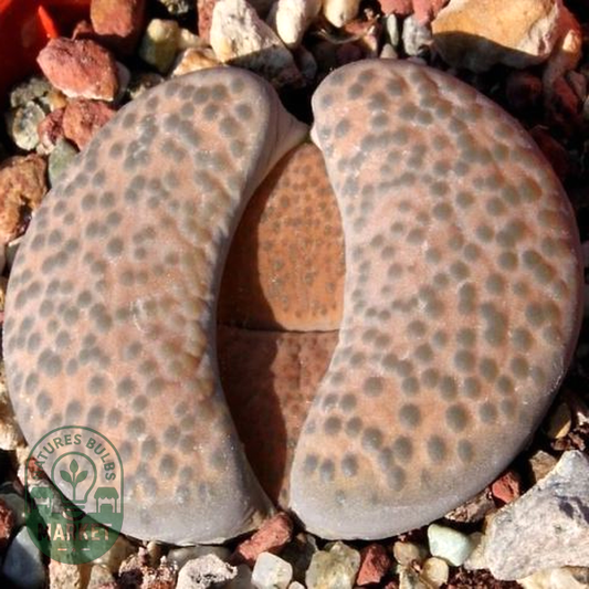 Lithops fulviceps var fulviceps lydiae