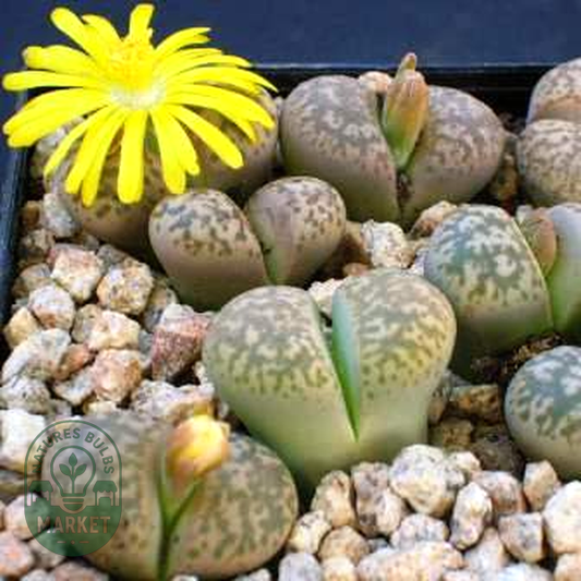 Lithops gesinae