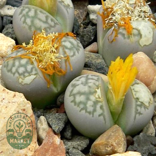 Lithops herrei herrei