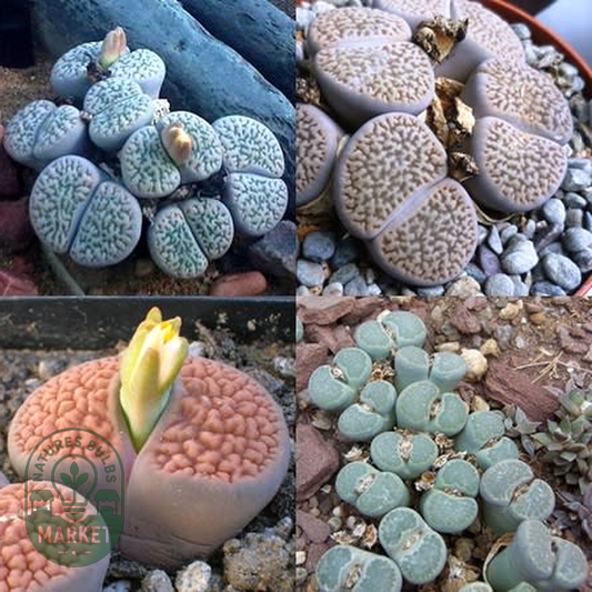 Lithops hookeri Mixed Forms