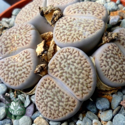 Lithops hookeri var dabneri