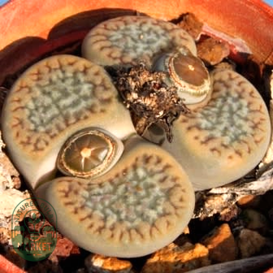 Lithops hookeri var elephina