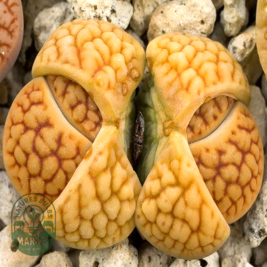 Lithops hookeri var lutea