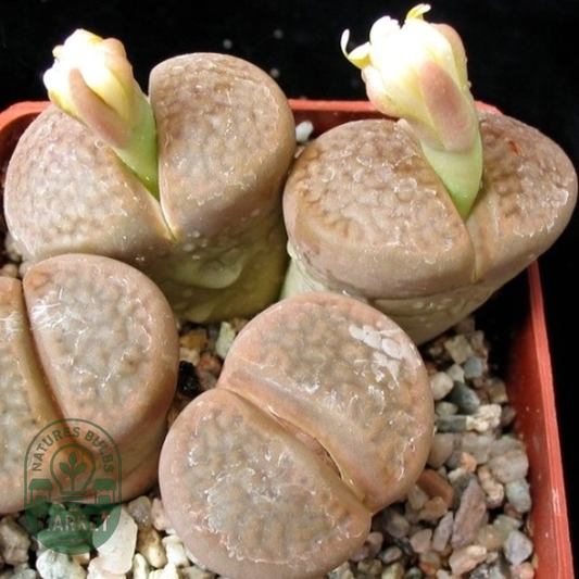 Lithops hookeri var subfenestrata