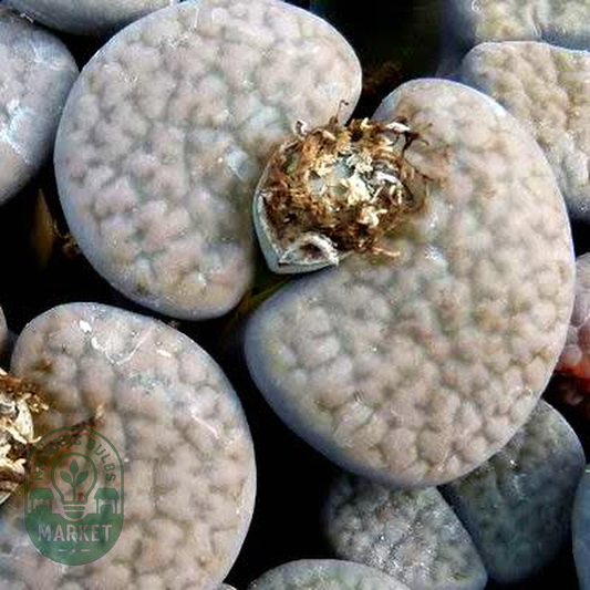 Lithops hookeri var vermiculata