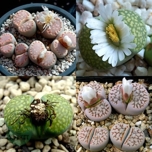 Lithops julii Mixed Forms
