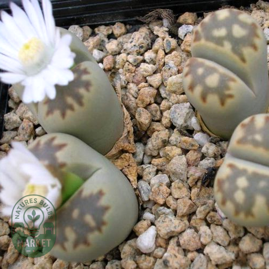 Lithops julii ssp fulleri var brunnea