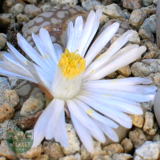 Lithops julii ssp julii littlewoodii