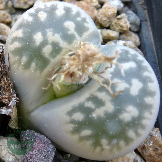 Lithops karasmontana ssp bella