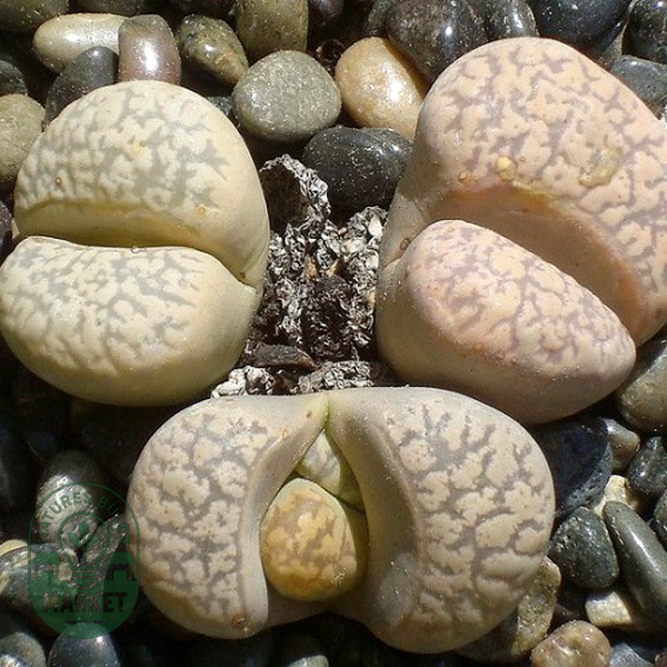Lithops karasmontana ssp eberlanzii
