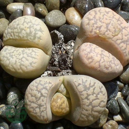 Lithops karasmontana ssp eberlanzii