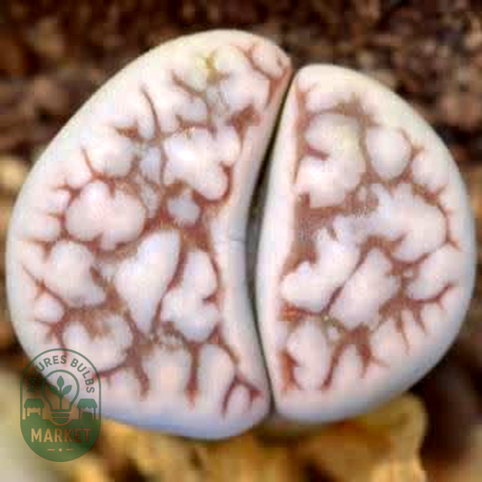 Lithops karasmontana ssp eberlanzii witputzensis