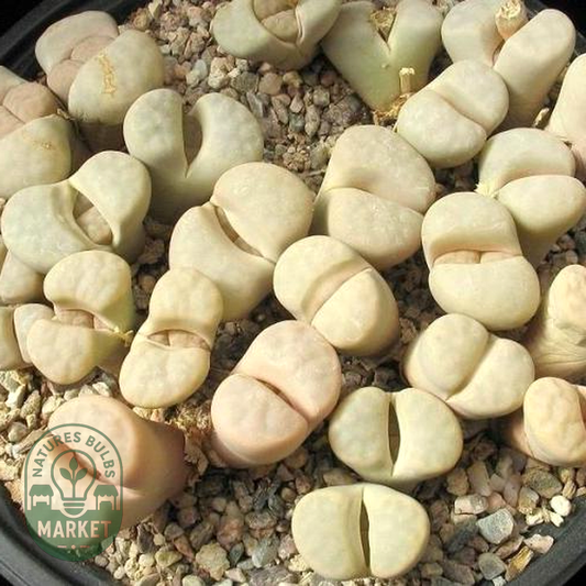 Lithops karasmontana ssp karasmontana var karasmontana mickbergensis