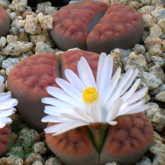 Lithops karasmontana ssp karasmontana var tischeri