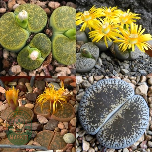 Lithops lesliei Mixed Forms