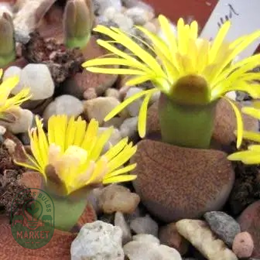 Lithops lesliei ssp lesliei var Storms albinigold