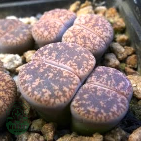 Lithops lesliei ssp lesliei var hornii