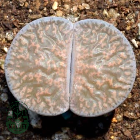 Lithops lesliei ssp lesliei var lesliei