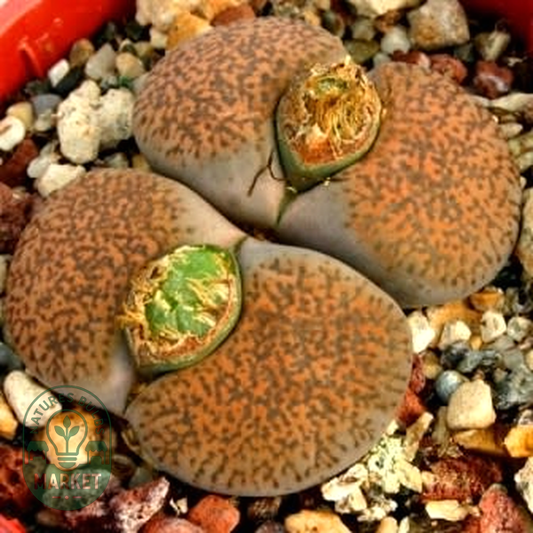 Lithops lesliei var mariae