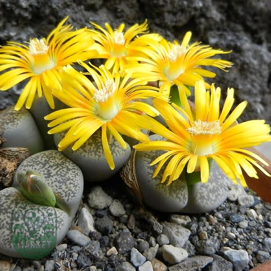 Lithops lesliei var venterii