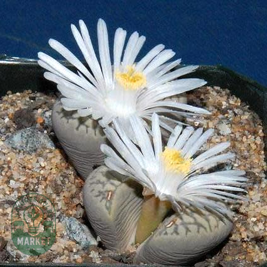 Lithops marmorata var elisae