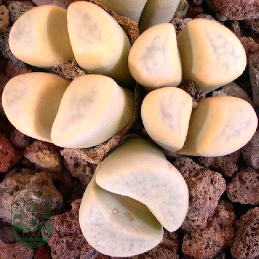 Lithops meyeri