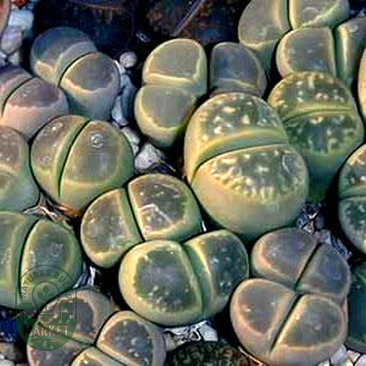 Lithops olivacea ssp olivacea